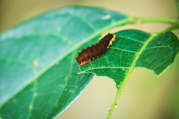 A Caterpillar on a Leaf