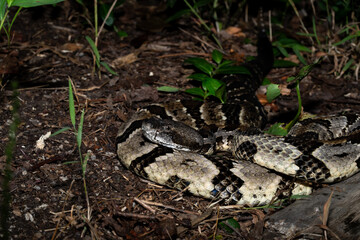Timber rattlesnake laying to wait in ambush