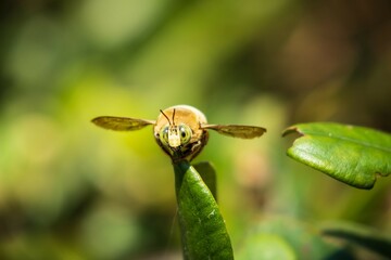 Large Carpenter Bee with Yellow Stripes