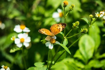 Rustic Butterfly on a White Flower