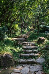 Hiker Exploring a Serene Forest Trail in Daylight