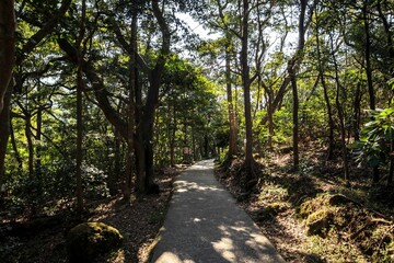 Stone Pathway Leading Through Lush Green Forest Trail, Hong Kong