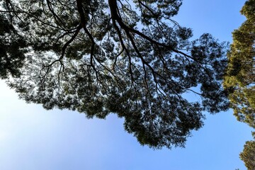 A Canopy of Green: A Look Up at a Tree's Leafy Crown