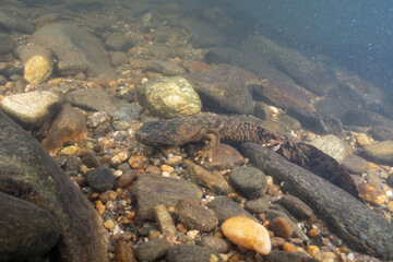 Eastern hellbender on rocky riverbed