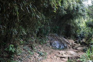 A Path Through the Bamboo Forest: A Sunlit Trail Winds Through Lush Greenery
