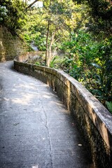 Serene Pathway Through Lush Green Forest Trail