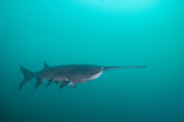 Obraz premium American paddlefish swimming in clear blue lake