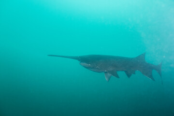 Fototapeta premium American paddlefish swimming in blue lake with mouth closed
