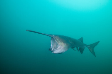 American paddlefish feeding on plankton in lake