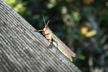 Close-Up of a Grasshopper on a Wooden Surface in Nature
