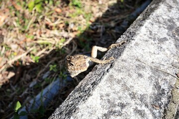 Oriental Garden Lizard Climbing Up a Concrete Wall