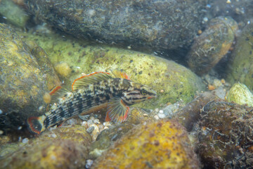 Redline darter displaying on a riverbed