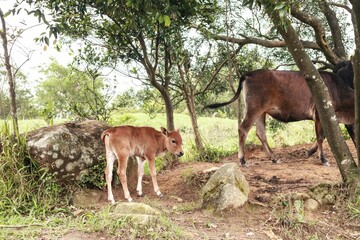Herd of Cows Resting Under the Shade of Trees