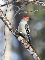 Red Bellied Wood Pecker