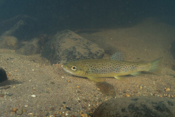 Fototapeta premium Rainbow trout at the bottom of a river