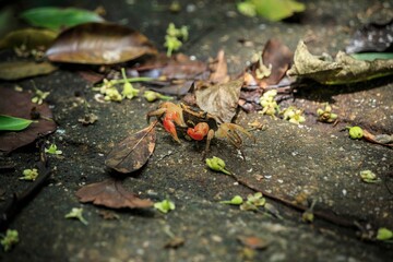 Colorful Crab Camouflaged Among Fallen Leaves