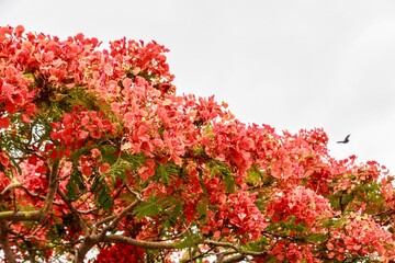 Vibrant Red Blossoms of a Tropical Tree in Full Bloom
