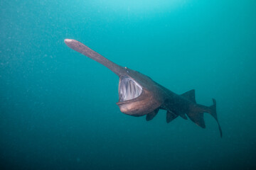 American paddlefish feeding on plankton in lake