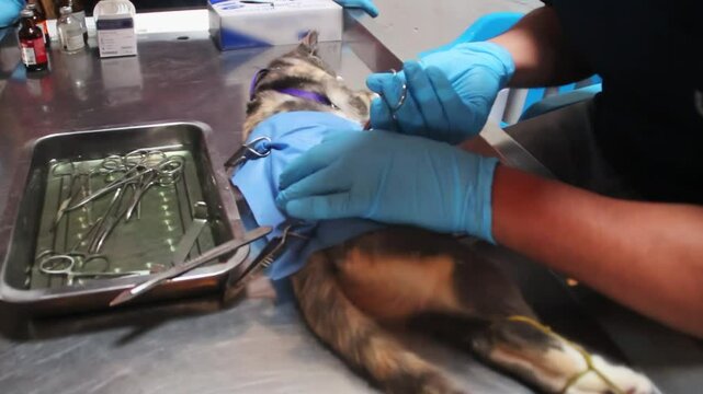 Procedimiento quir&uacute;rgico de esterilizaci&oacute;n a gata de color pardo y trabajando con herramientas quir&uacute;rgicas para hacer la operaci&oacute;n.