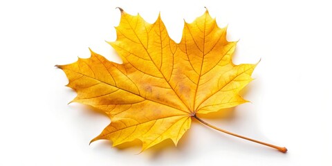 A Single Golden Leaf Against a Pristine White Background, a Symbol of Nature's Transience and Beauty
