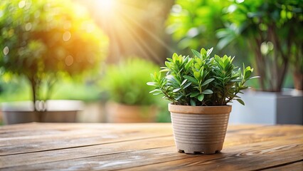 A potted plant with vibrant green foliage sits on a wooden table, sunlight filtering through the leaves and illuminating the scene.