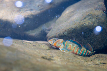 Candy darter displaying on riverbed