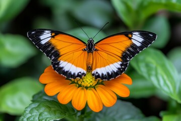Fototapeta premium Orange butterfly perched on a vibrant flower, its wings detailed with patterns, standing out against a green, natural background