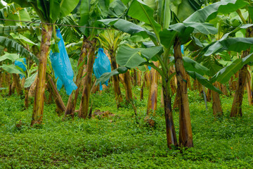 Fototapeta premium Green bananas tree hanging at harvest