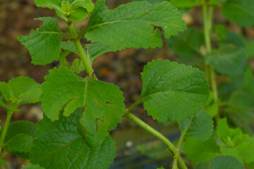 Oregano plant that grows in a garden