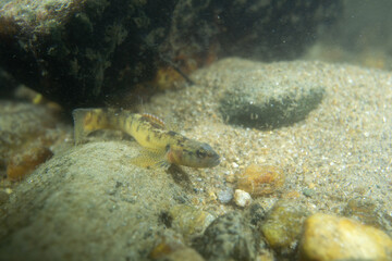 Fantail darter displaying in riverbed
