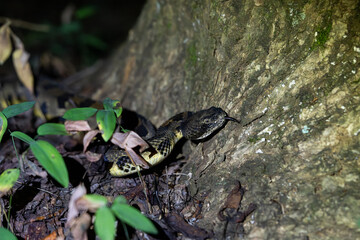 Timber rattlesnake moving through forest