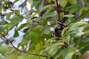 Hairy Woodpecker sitting in a green leafy tree eating white berries.