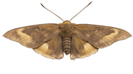 Naklejka premium view of a moth with muted brown and gray patterns transparant background