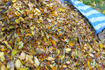 Brown dried leaves of rain tree. Dried leaves for composting