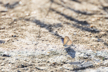 A grey-white Pale Grass Blue Butterfly found on rough ground. warm sunshine