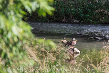 Eastern spot-billed duck found in a small river. warm sunshine - 
Anas zonorhyncha, Chinese spot-billed duck