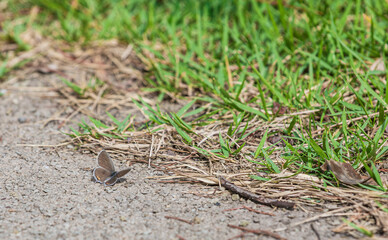A brown butterfly found on rough ground. warm sunshine - Cupido argiades, The short-tailed blue, tailed Cupid