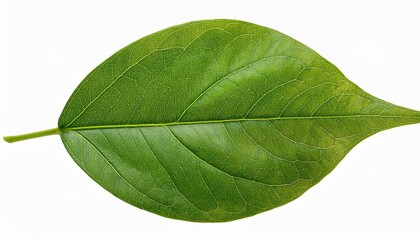 Obraz premium Leaves are isolated on a transparent background, emphasizing their natural beauty.