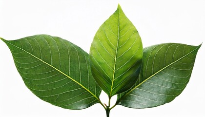 Leaves are isolated on a transparent background, emphasizing their natural beauty.
