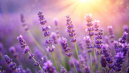 A Field of Purple Lavender Blooms Bathed in the Golden Light of the Setting Sun