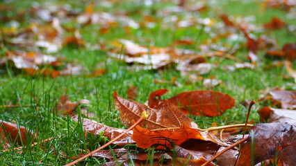 The autumn scenery after the rain