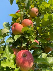 apples on tree