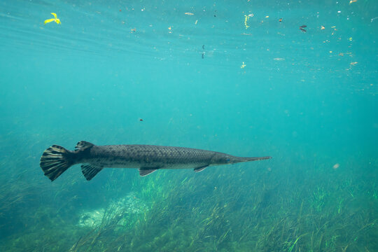 Longnose gar swimming in open water