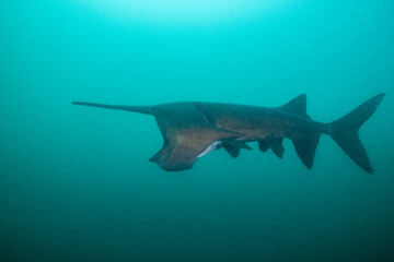 American paddlefish feeding on plankton in lake