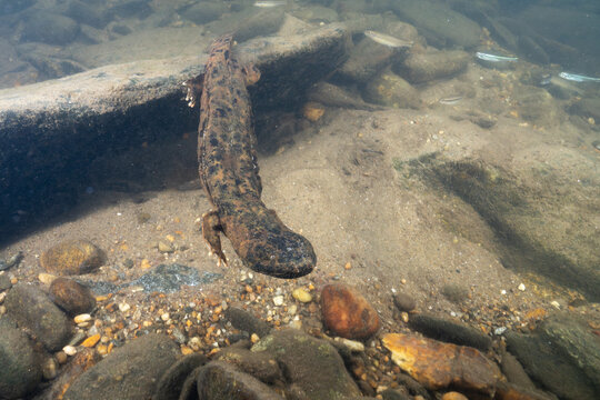 Eastern hellbender swimming in a river