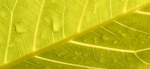 Close-up of a yellow leaf with intricate veins and water droplets. Natural premium photos for fresh and modern backgrounds.