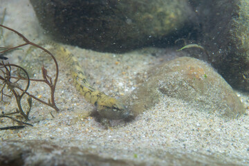 Fantail darter at the bottom of a river