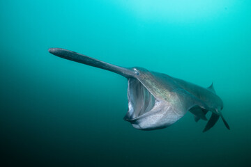 American paddlefish feeding on plankton in lake