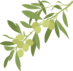 Cartoon green olives. Organic olive leaf branch, organic vegetarian food for logo design, natural green olives healthy product. Vector isolated icon on white background