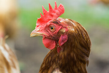 Chicken on a farm in Wales, UK.